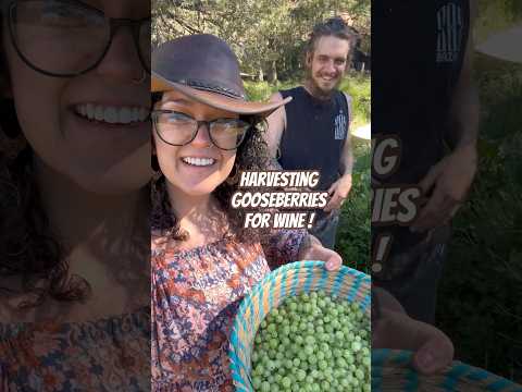 Today on the Homestead: Foraging Gooseberries for Homemade Wine | Wild Harvest Fermentation #shorts