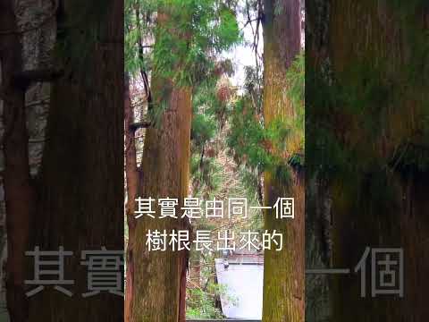 One of the must-visit energy spots in Takachiho, "Takachiho Shrine"