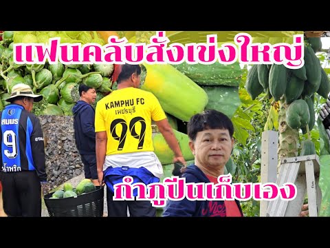 กำภูปีนเก็บเอง แฟนคลับสั่งเข่งใหญ่#บ้านสวนกำภูEp1216