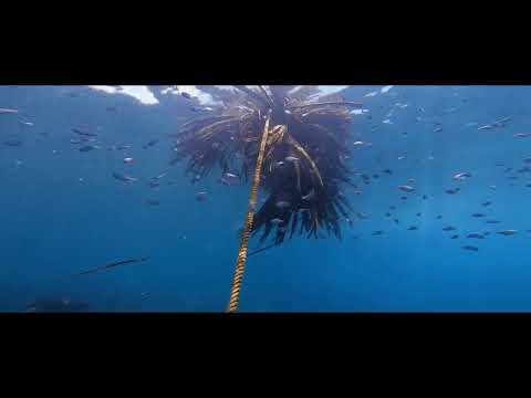 海洋公園で潜ってきましたー