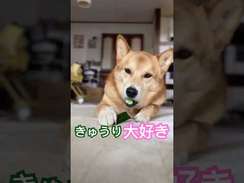 まるでcm‼️きゅうりが食べたくなる動画です😂　#犬　#保護犬 #犬のいる暮らし #かわいい犬 #癒し