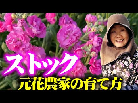 【ストック】咲き出しました絶好調です【ストック】【キンギョソウ】【スターチス】【ゴテチア】