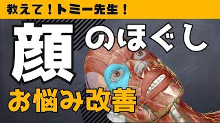 【顔のほぐし】顔周りのアプローチ方法：筋肉名/部位/ほぐし方について（基礎理論）