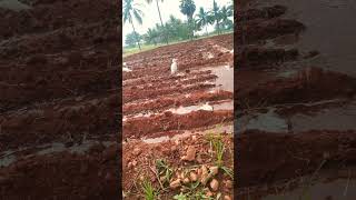 Rainy#farming#agriculturelife#farmer #nature#youtubeshorts#shorts#veiws#like #youtube #youtubefeed