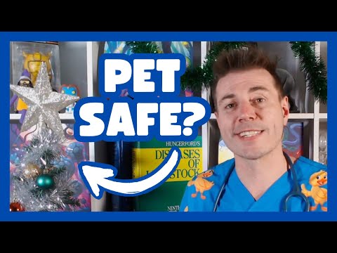 Dr. Evans Must-Know Holiday Tips for Pet Safety!