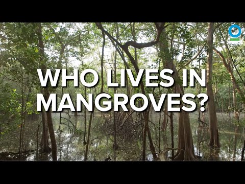 Who Lives in Mangroves?