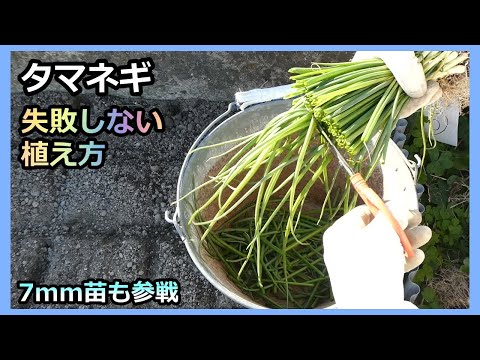 【タマネギの植え付け 2023】 Φ7mm苗にチャレンジ 無農薬 家庭菜園30年目 半自給自足