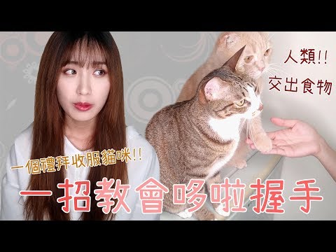 來教貓咪握手！一個禮拜就會？一起用食物收服貓咪吧！｜貓與香菜實戰教學