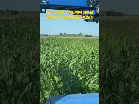 TALL 2nd cut of Sudan 2023 #shortsvideo #farming