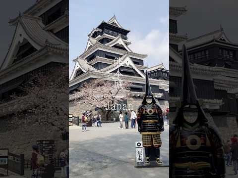 熊本城の春桜2024#japan#桜#熊本