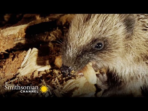 Hedgehogs Will Travel Great Distances at Night for a Meal | Into The Wild New Zealand | Smithsonian