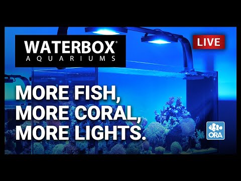 Episode 132: More Fish, More Coral, More Lights