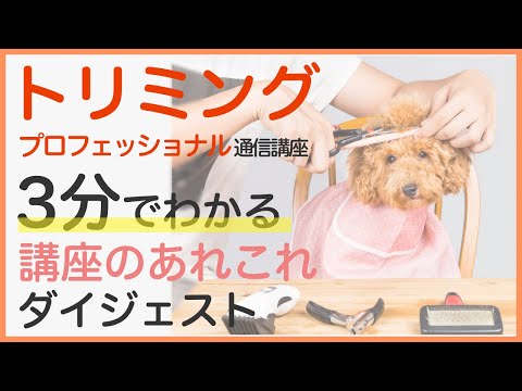 【3分でわかる】初心者から始めるトリマーの勉強！トリマープロフェッショナル講座