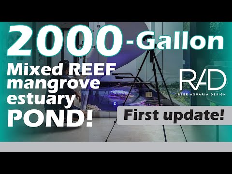 2000 GALLON MIXED REEF MANGROVE ESTUARY POND IN MIAMI BEACH BY REEF AQUARIA DESIGN. FIRST UPDATE.