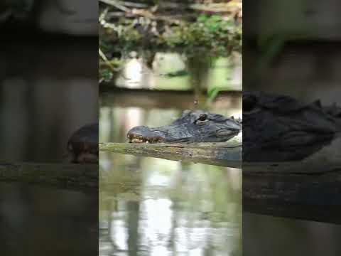 Alligator Almost Ate Us🐊 #shorts #everglades #adventure #florida