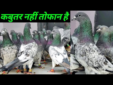 Old Pigeon Raer High Flyer Kabootar !! Arshad idrisi pigeon !! King Size Pigeon