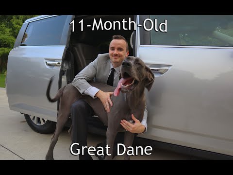 11-Month-Old Great Dane