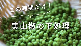 実山椒の下処理（実山椒のアク抜き）