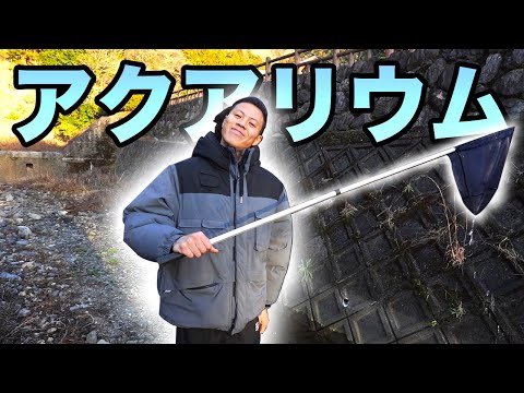 【大量】KATSUYAが自分で採ってきた生き物だけでアクアリウム作ってみた！