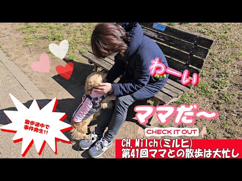 第41回ママとの散歩は大忙し #カニンヘンダックス  #ダックスフンド  #子犬  #ミニチュアダックス  #犬のいる暮らし #ペット動画  #cutedog #dog #dachshund