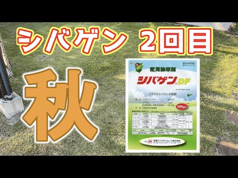 春と秋に撒けるシバゲンを使ったら驚きの効果で本領発揮！メリットやデメリットも詳しく紹介します