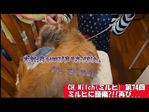 第74回ミルヒに腫瘍?!! 再び!!