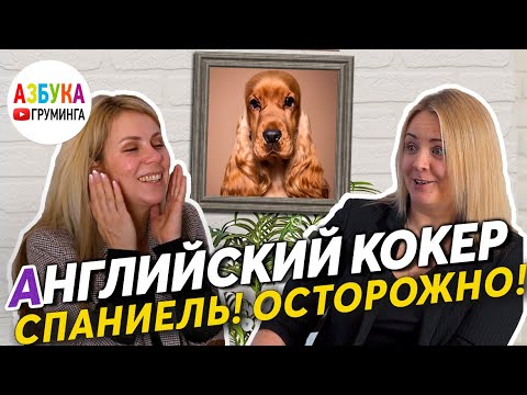 Английский кокер спаниель - груминг, темперамент. Агрессия на людей и собак