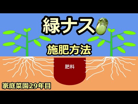 【（緑）ナス 一生涯の栽培ノウハウ Green eggplant cultivation】家庭菜園29年目 無農薬有機栽培