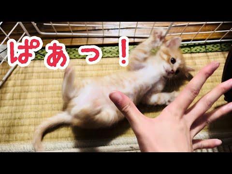 元気な子猫とお母さん おててを広げる子猫