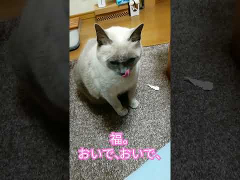 【リアル招き猫】幸福をよぶテトちゃん　#shorts #金運 #幸運 #幸福