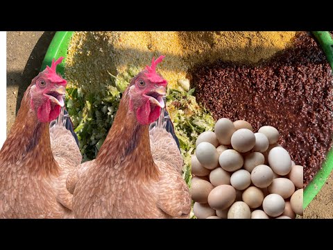 Process of raising free-range organic chickens from 1 day old to egg harvest - Chicken farm