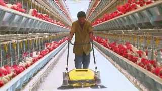 Poultry Farming | Open House Battery Cage System | Egg Production in India