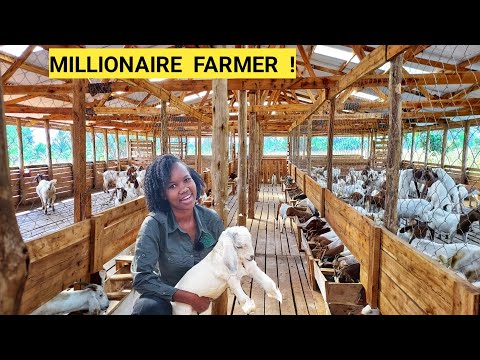 How To SUCCEED In Goat Farming Business!| Buying Goats,Kids,Feeds,housing (2024)