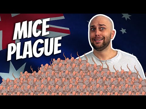 A Plague of Mice Ravage Australia