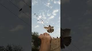 Kabootar in Hand💖 And Pigeon Videos || Kabootar video || Kabootar #Shorts