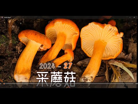 采蘑菇2024 27. 鸡油菌根本采不完！还采到了松茸！