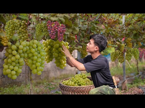 2 year living in forest, Harvest grape  to market sell. Earn money, Preparing build new house