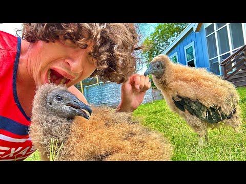 How to Catch and Cook Baby Vultures