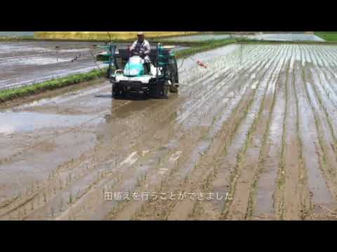 無農薬・無化学肥料栽培 コシヒカリ 匠 の田植えの様子