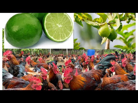 How to cure chickens with herbs - Chicken farm