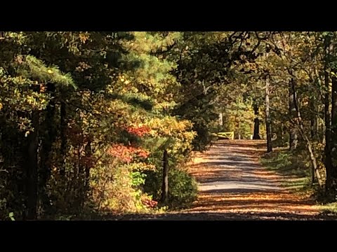 Soothing Fall evening🍁Virginia #asmr #nature #crickets