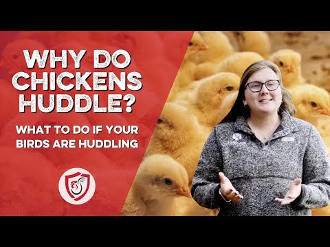 Huddling Chickens: What to Do if Chickens Huddle on Your Farm