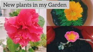 New plants in my Garden| May 2021 #newplants #flowers #flowergarden #gardeningathome #terracegarden