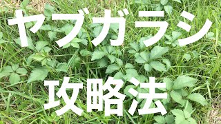 植木の敵？ヤブガラシ