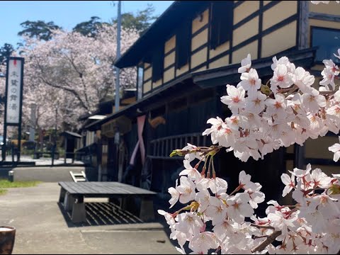 佐渡、桜🌸満開の季節になりました。5日、近くにある両津ホテルきらくに寄ってきました。桜🌸満開になりました。朱鷺の舞湯、近くの諏訪神社、いつも美しい！夕方、いつもの夕日、新穂城跡あたりの桜も満開‼️