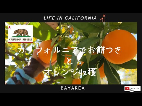 【カリフォルニアで過ごすお正月。餅つきにオレンジ収穫。オレンジスクウィーザーとおすすめカリフォルニアワインをご紹介】北カリフォルニア・ベイエリアライフ