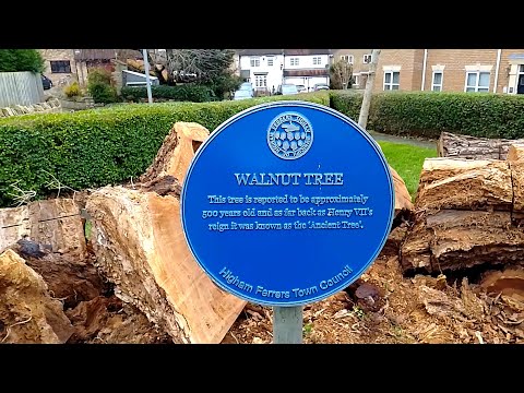 The death of Higham Ferrers' 'Ancient Tree'