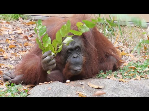 Fujiko's Autumn Flavor Acorns　Chausuyama Zoo Orangutan 202411