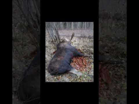 Yukon Moose taken with Iron Will #1 fixed blade