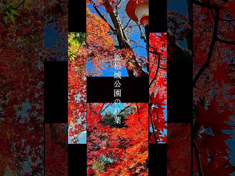 浜松城公園の紅葉2024.12.4